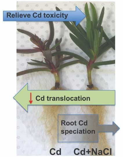 Cadmium translocation