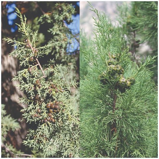 Conifers