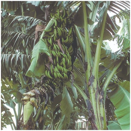 East African bananas