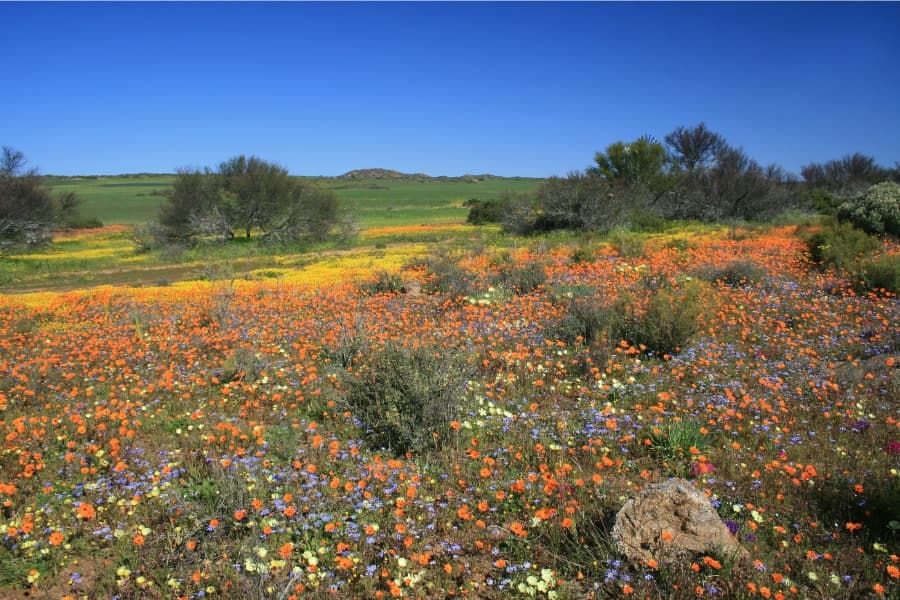 Namaqualand in bloom