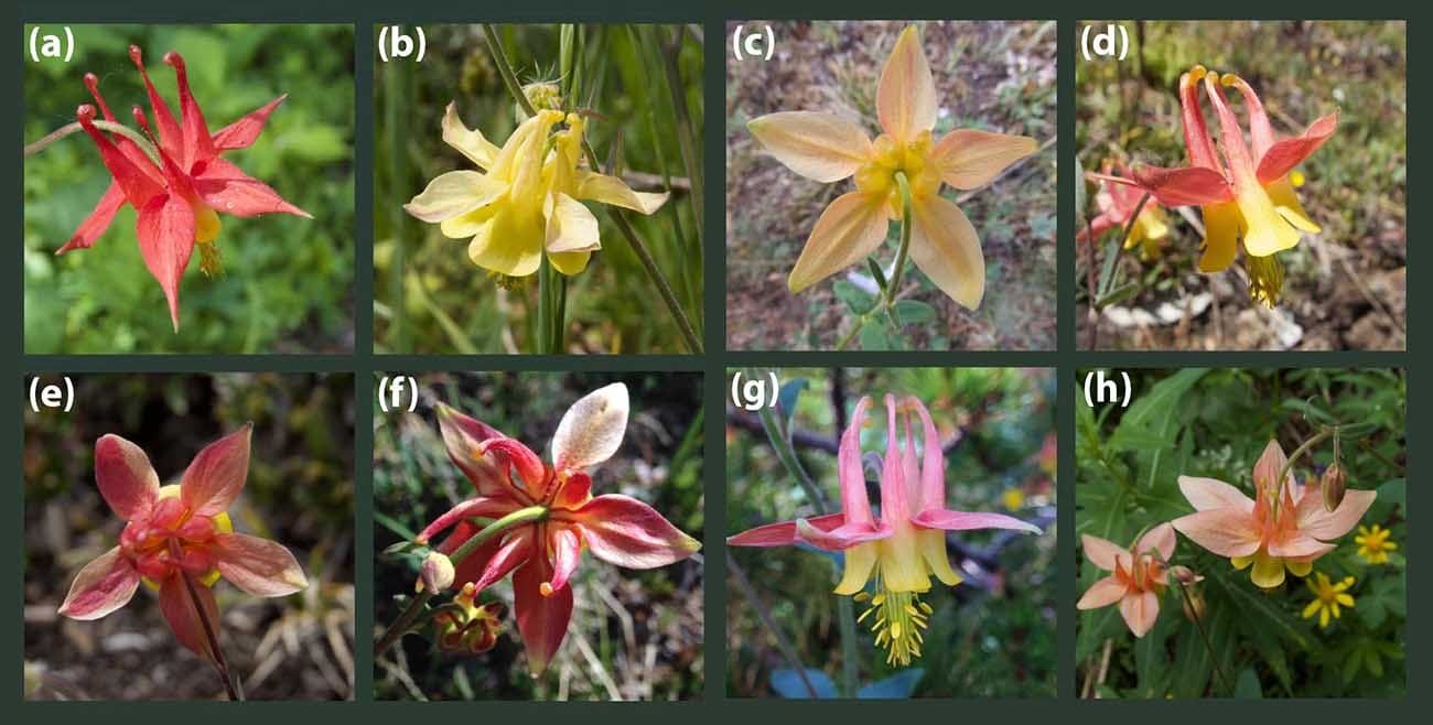 Flowers of the species and hybrids studied