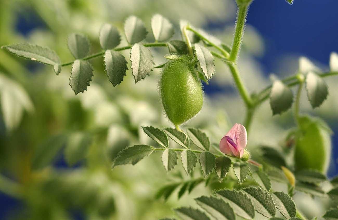 Chickpea plant