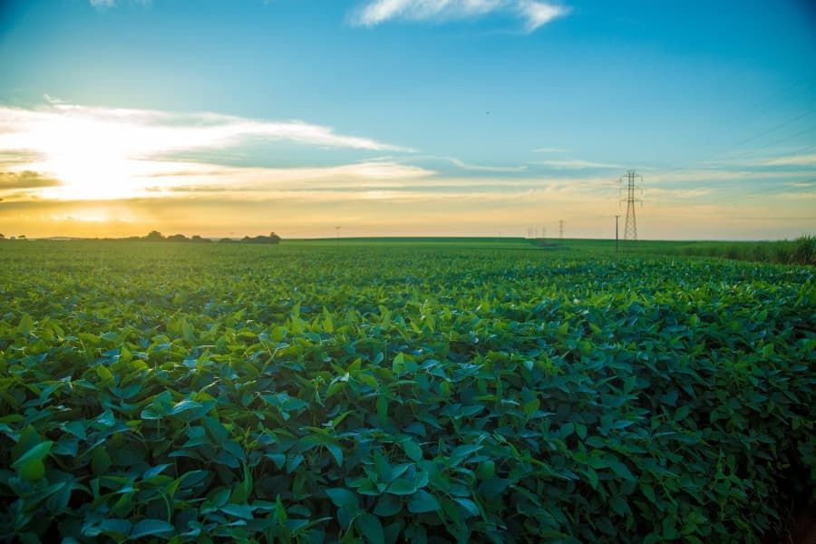 Soy plantation.
