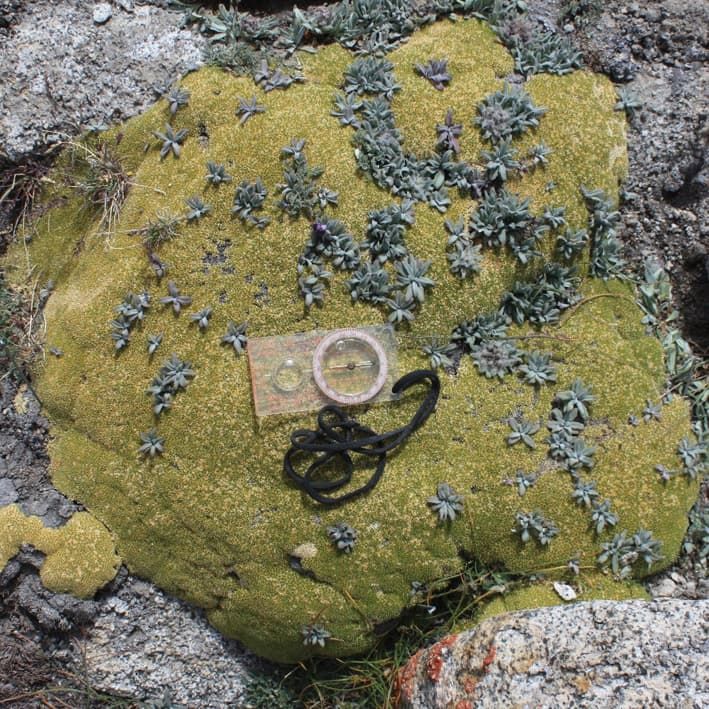 Vascular plants in an alpine cushion