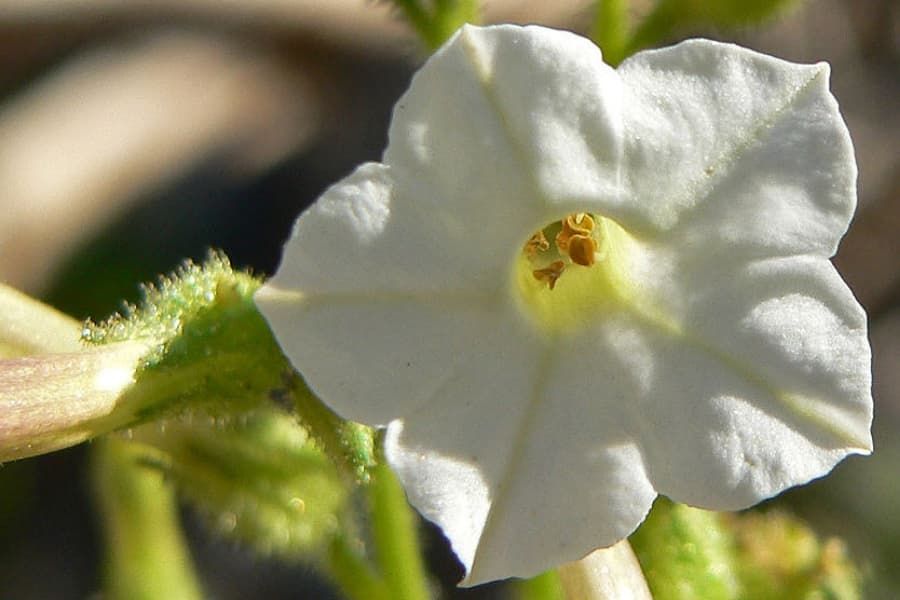 Nicotiana attenuata