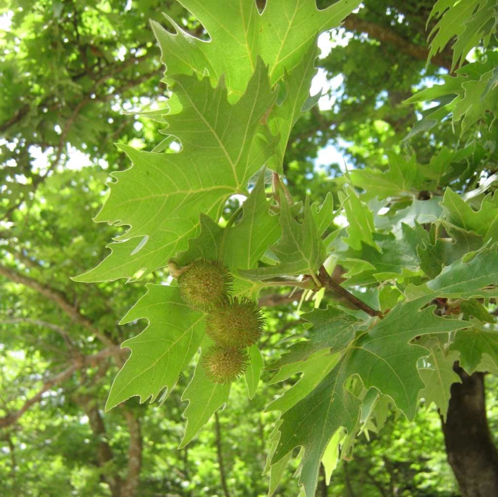 The oriental plane tree