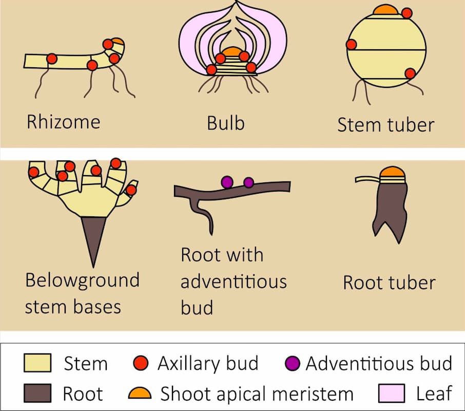 Locations of buds underground