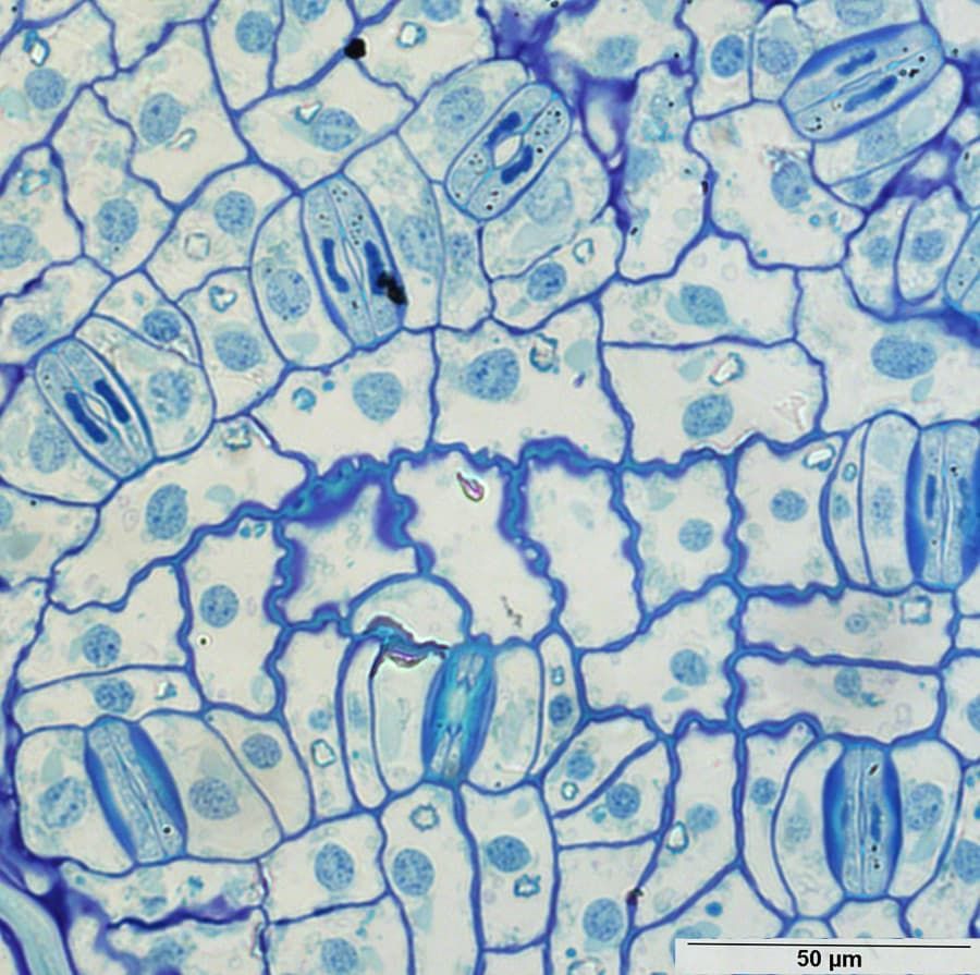 Mature stomata on a leaf of Gnetum gnemon