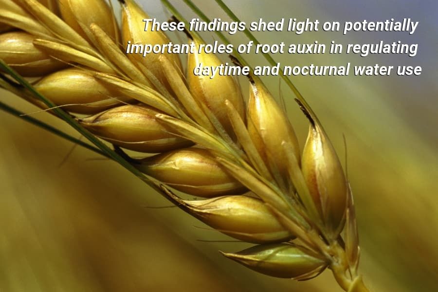 These findings shed light on potentially important roles of root auxin in regulating daytime and nocturnal water use