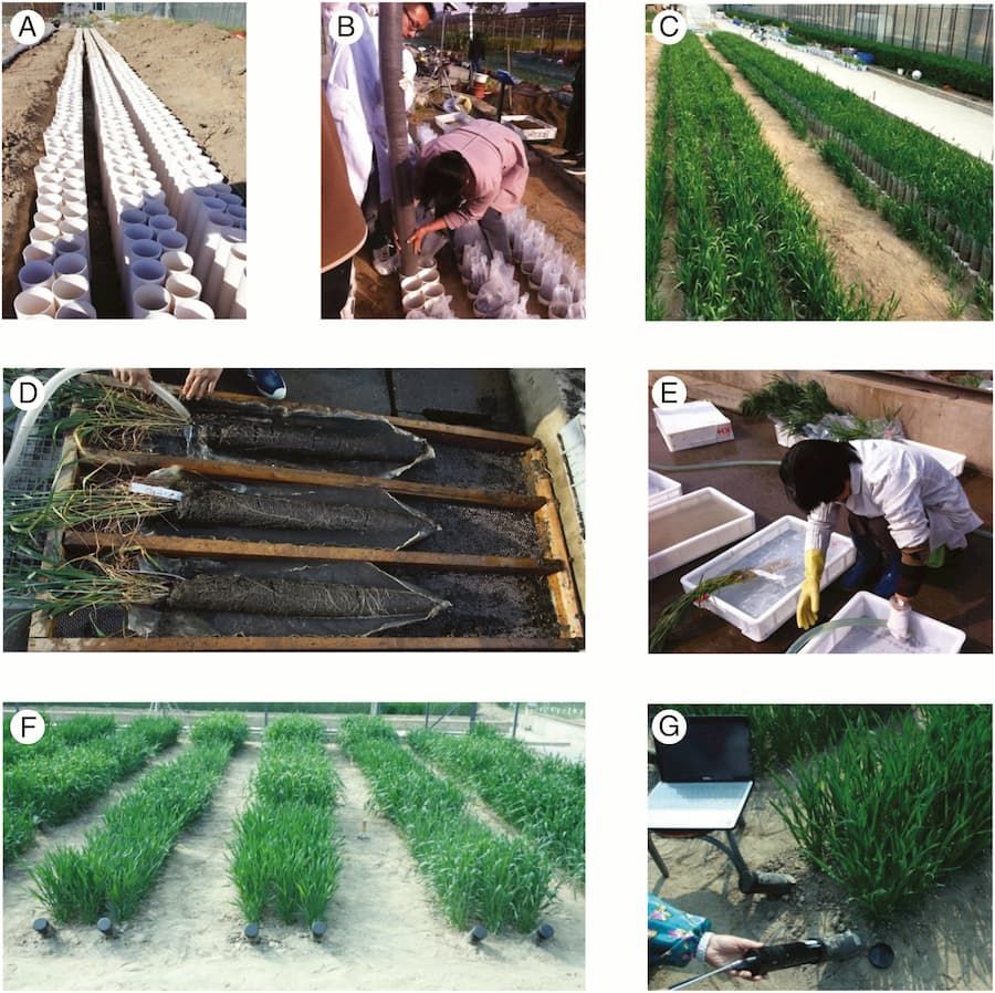 Root trait phenotyping.