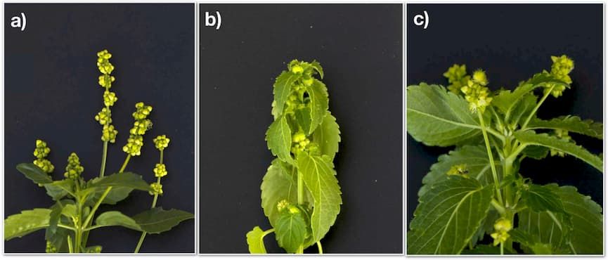 Images of three different sexual phenotypes of hexaploid M. annua