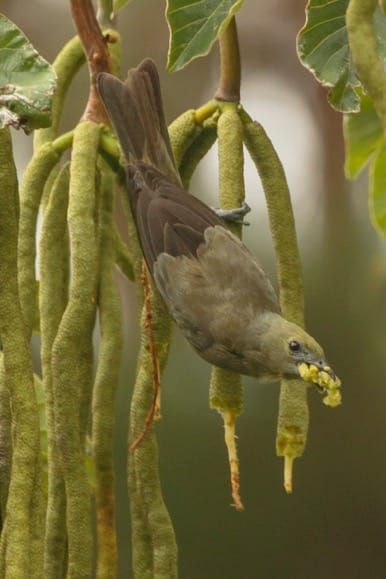 Palm tanager