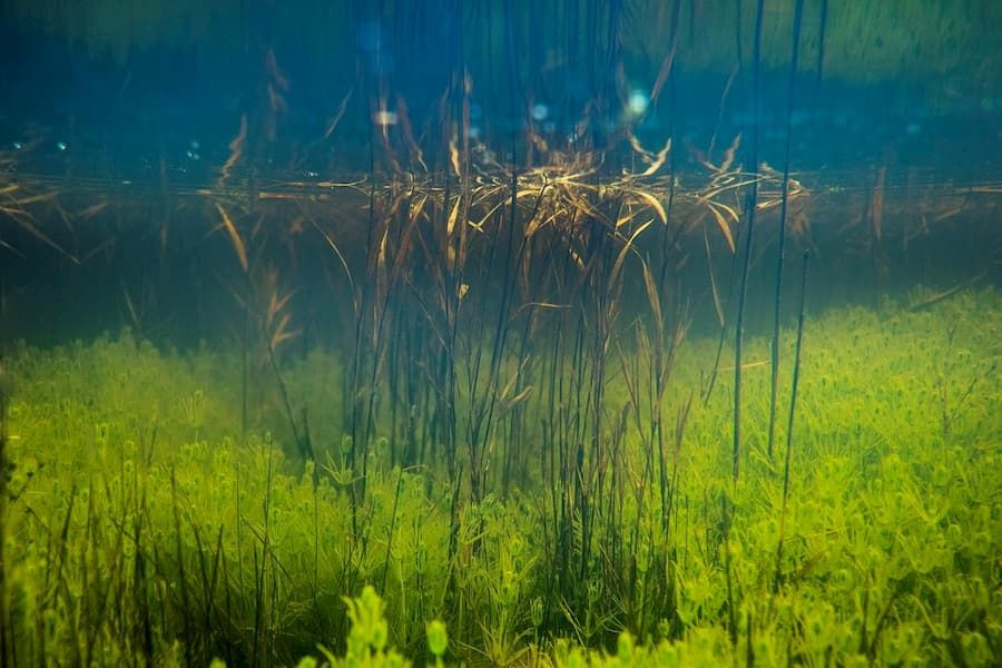 What happens when plants dominate lakes?