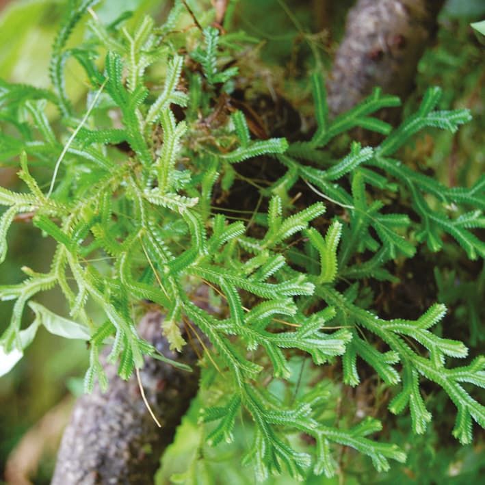 Ecophysiology of early lineage vascular plants