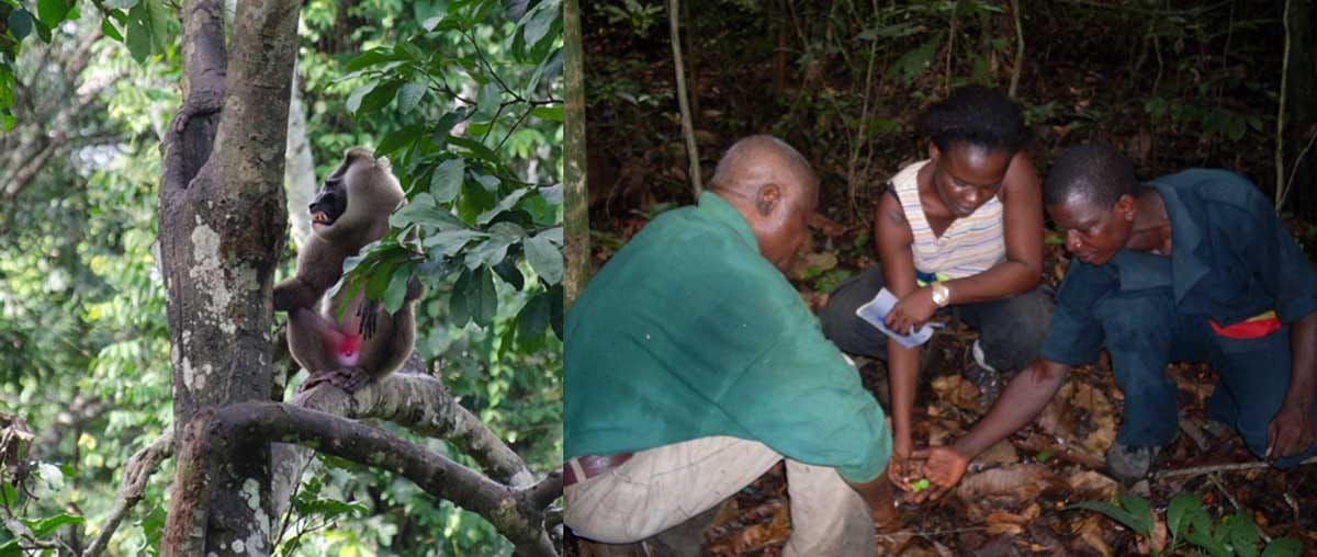 Sampling in the current study