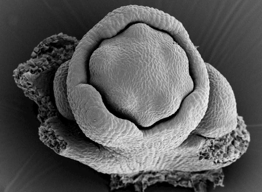 A view down on the flower