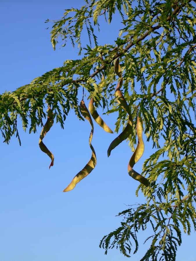 How Gleditsia triacanthos invades across biomes