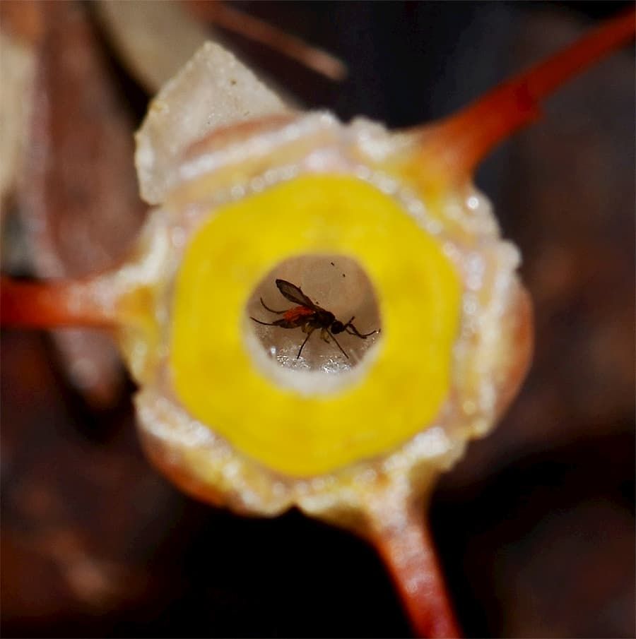 A gnat inside a Thismia flower