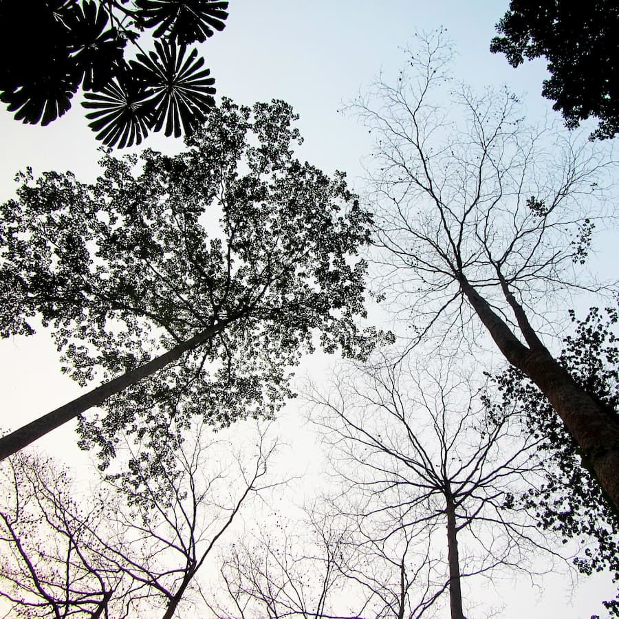 Looking up to the sky
