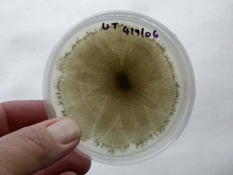 Endophyte on Agar
