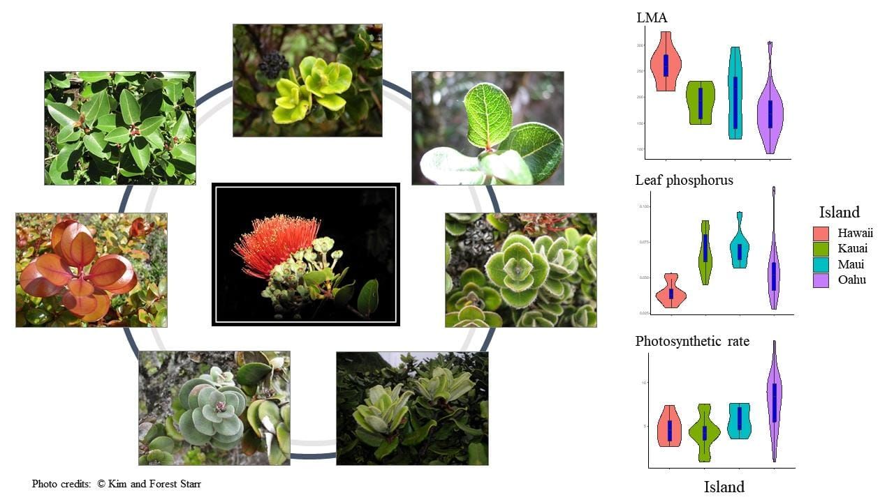 Variation in observable traits