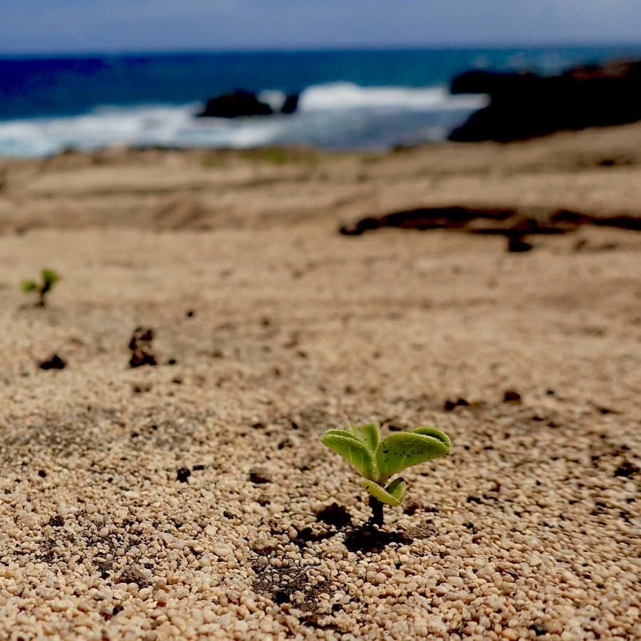 A seedling on the coast