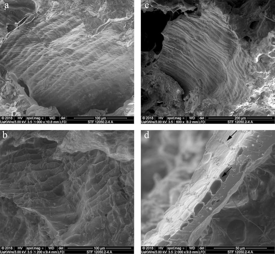 SEM images of the ancient dough