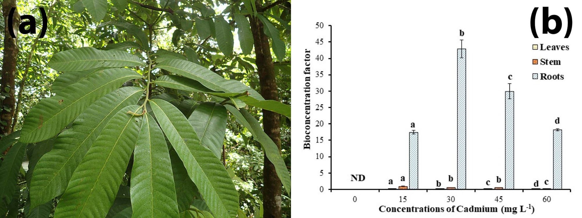 Effects of cadmium on the Amazonian tree species Virola surinamensis