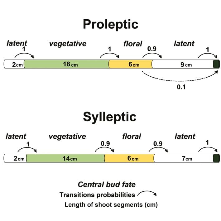 Diagram of Proleptic and Sylleptic growth