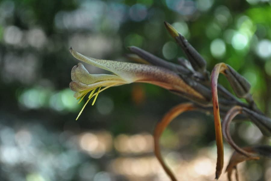 Pitcairnia lanuginosa