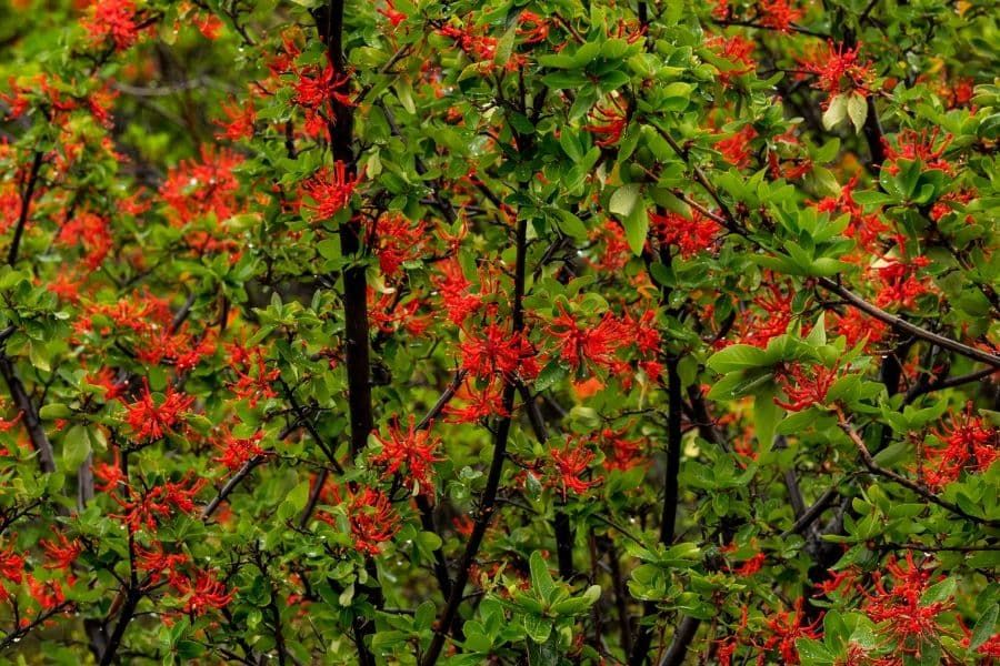 A plant thought to aid Nothofagus may be out-competing it