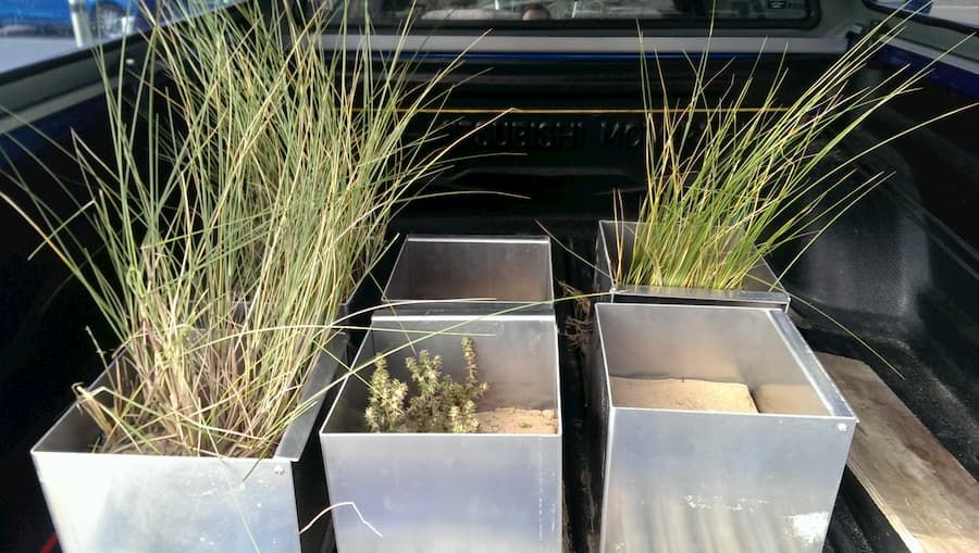 Belowground biomass reduces erosion rates in sand dunes