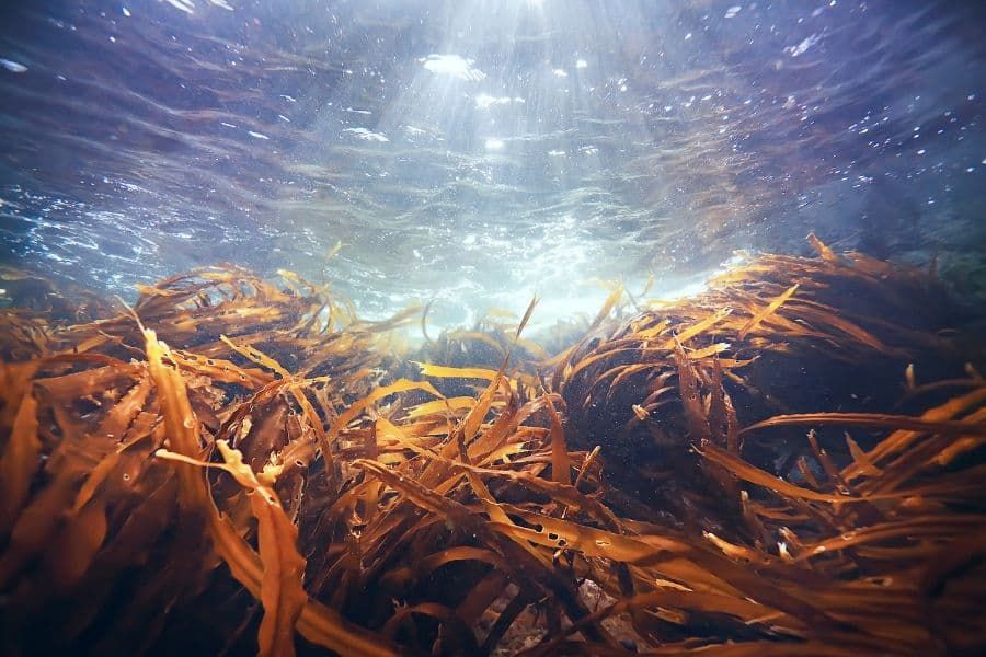 How kelp protects coasts