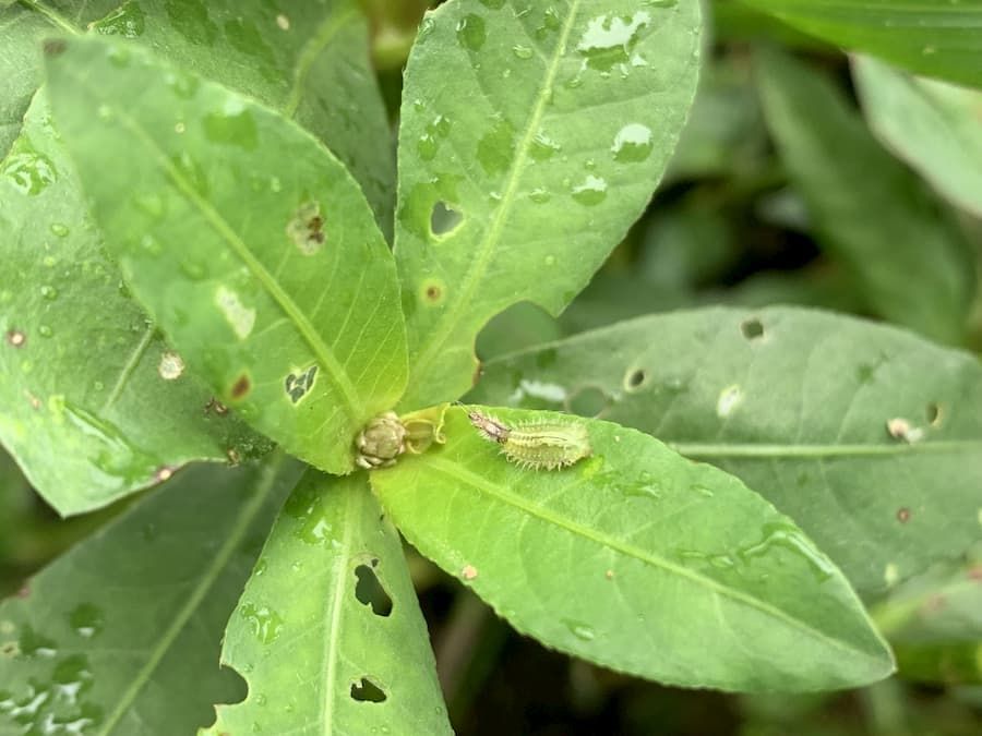 Herbivory, but is it helping?