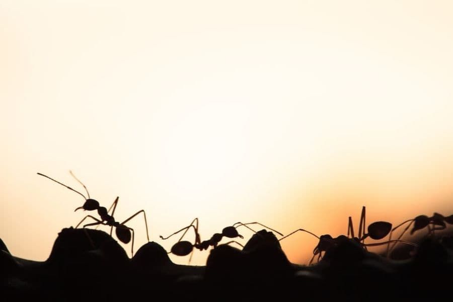 Ants use botanical knowledge when foraging