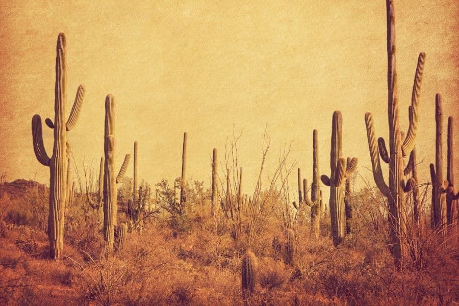 Saguaro cacti