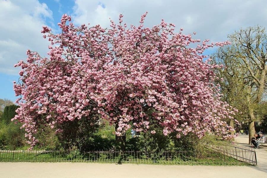 Damage above the ground baffles a plant’s roots