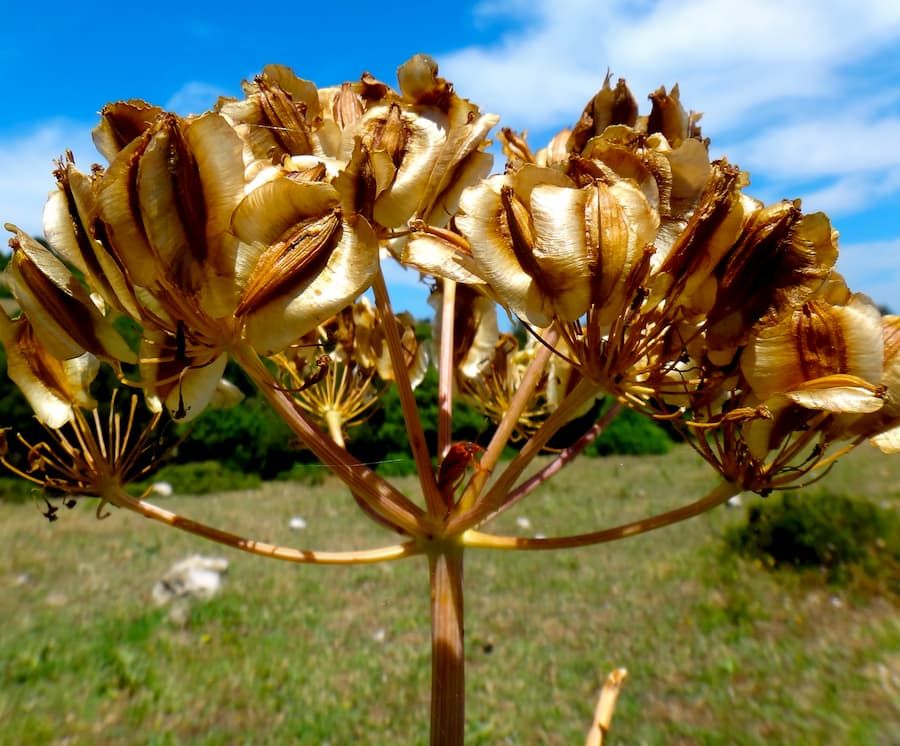 What factors make a deadly carrot so dangerous?