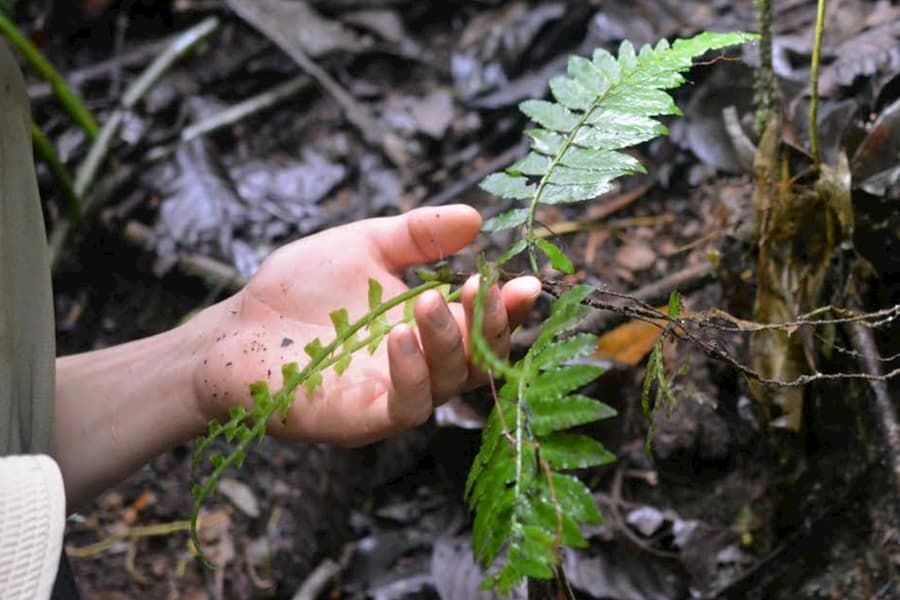 A fern thought to grow on trees still keeps a root on the ground