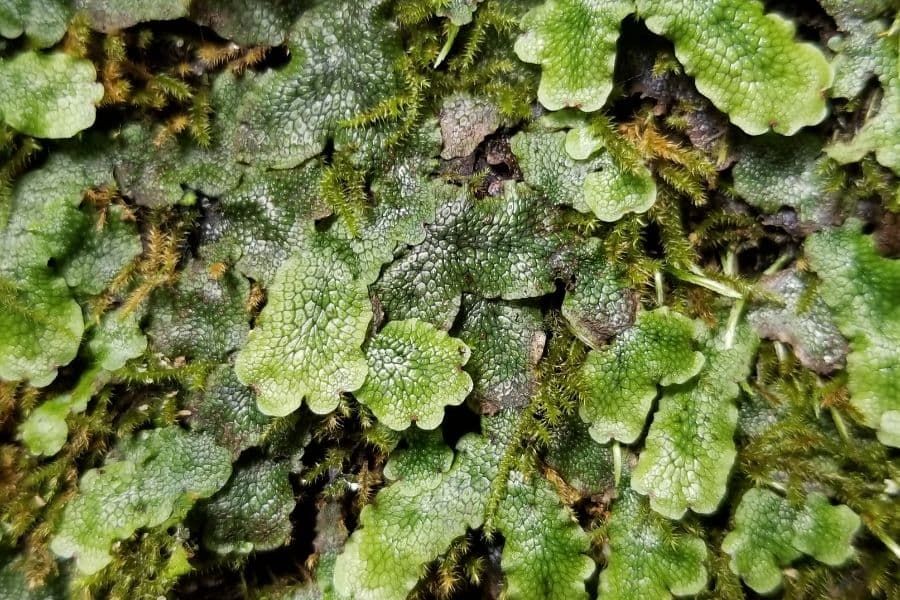 Liverwort