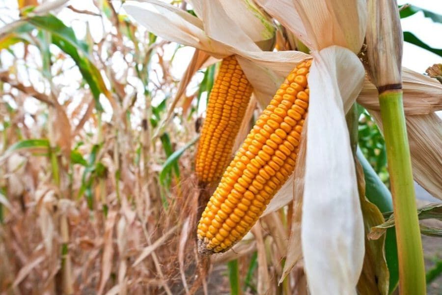 A new study reveals how the cuticle protects maize leaves