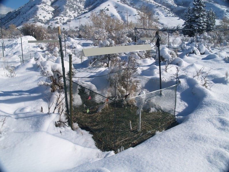 Climate change, snow mold and the Bromus tectorum invasion: mixed evidence for release from cold weather pathogens