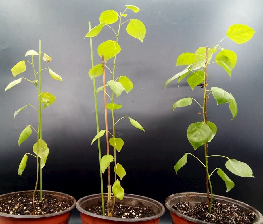 PtHMGR overexpression enhances tolerance of salt and drought