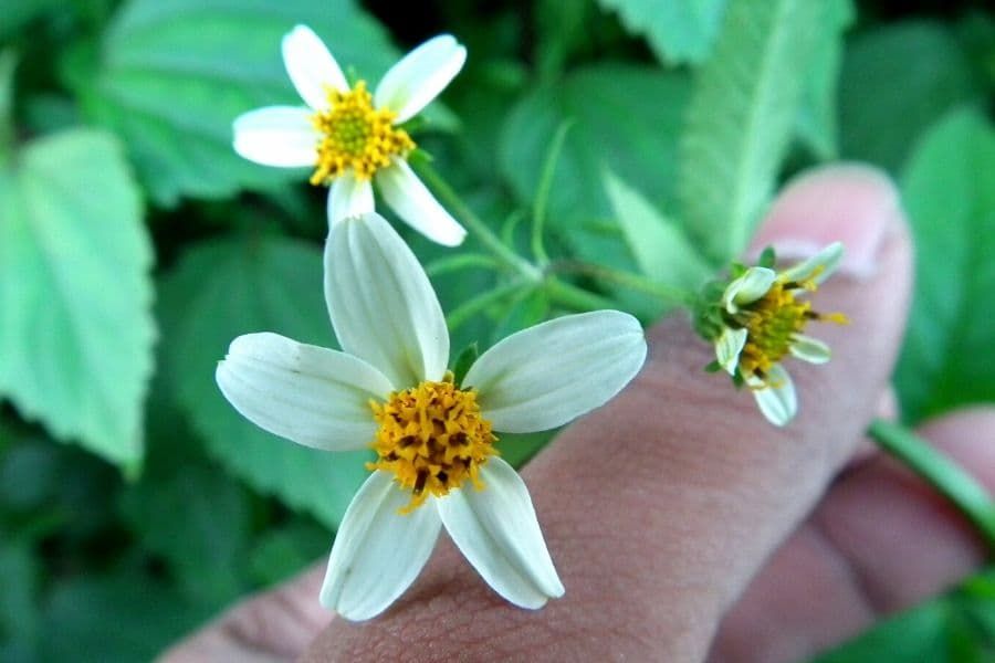 Invasive plants’ success may start with invasive pollen