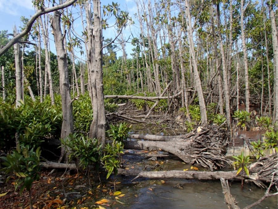 How do mangrove forests recover from cyclones?