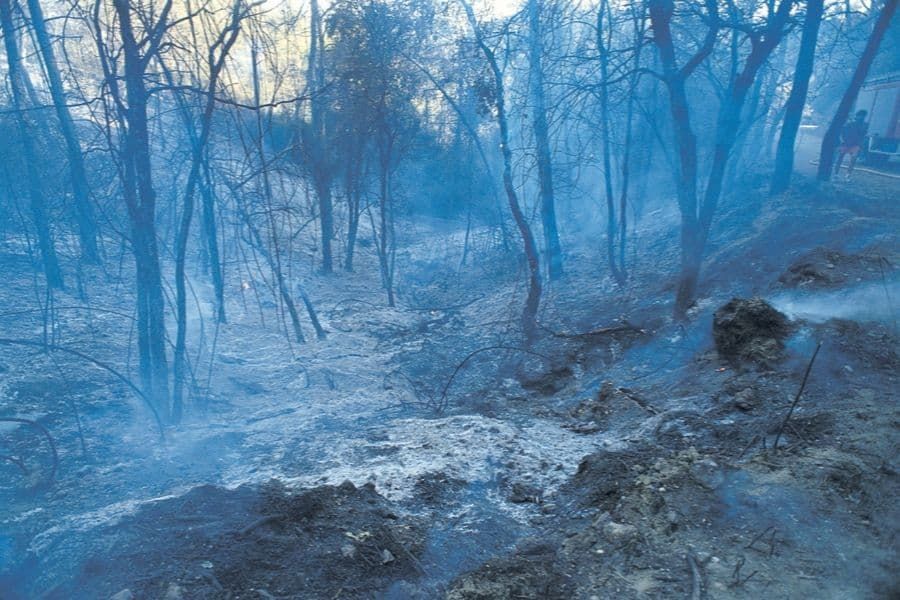 How fire may burn forests into scrubland
