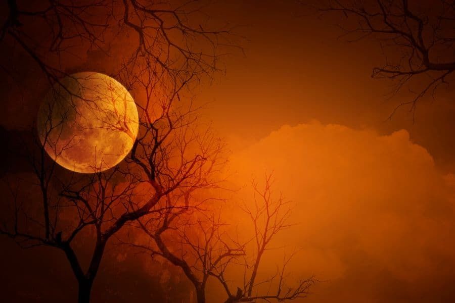 What happens when a vampire plant ‘bites’ two victims at once?