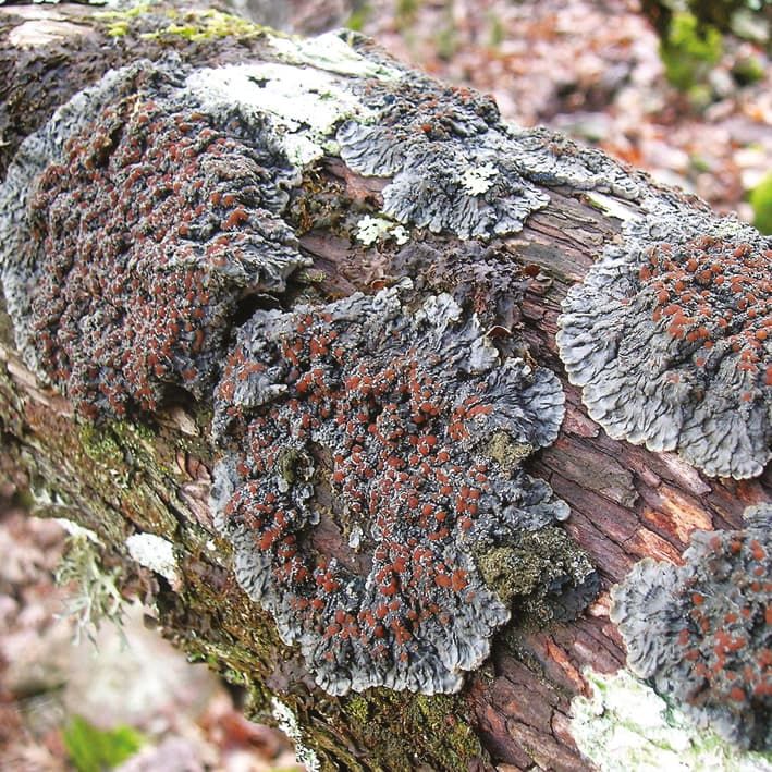 Lichen on wood