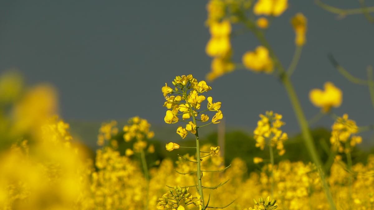 El beneficio defensivo y el costo del número de flores de la acumulación de selenio en Brassica juncea