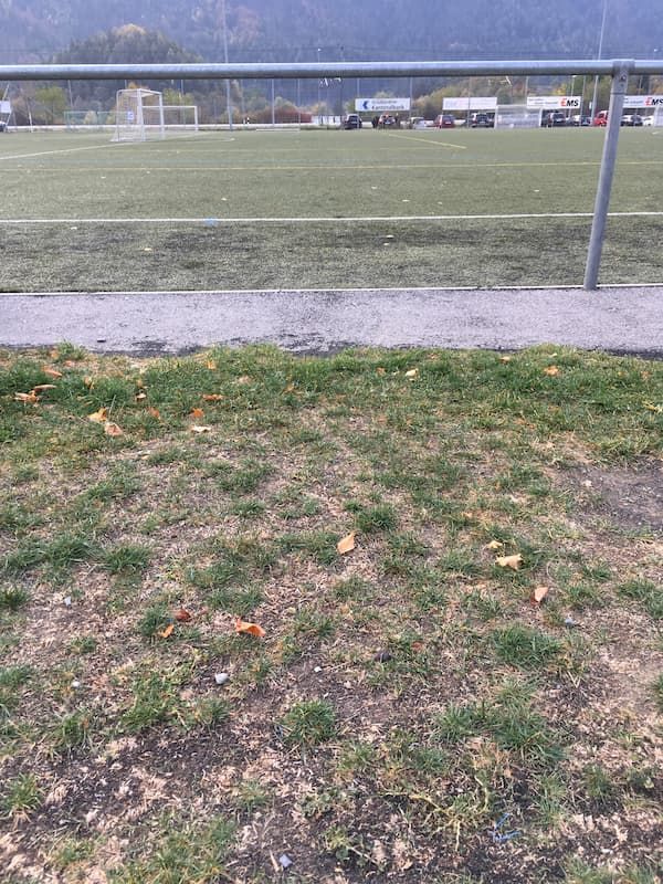 Microplastic infill for artificial turfs harms grassland species